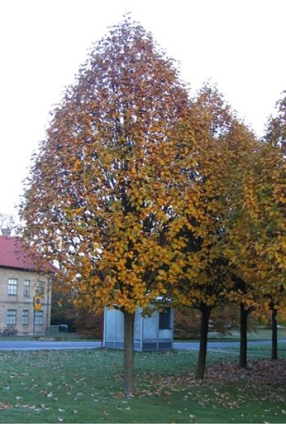 Sorbus thurigiaca Fastigiata – для міського озеленення