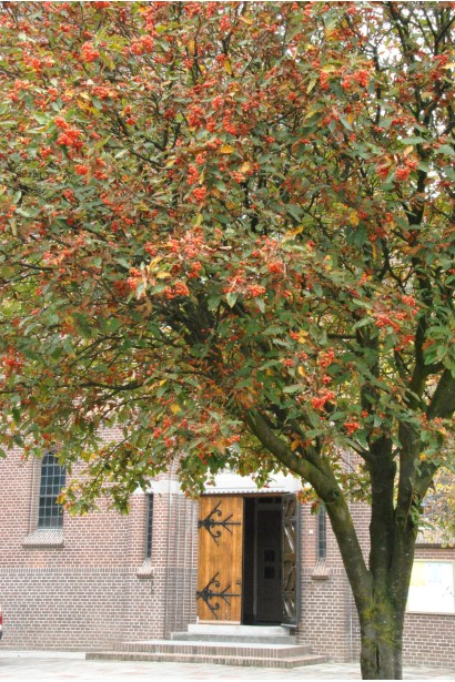 Горобина тюрингська Фастігіата – ідеальна для алеї