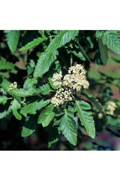 Горобина Фастігіата – мінімальний догляд