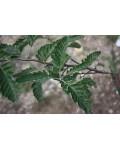 Горобина тюрингська Фастігіата | Sorbus thurigiaca Fastigiata | Рябина тюрингская Фастигиата