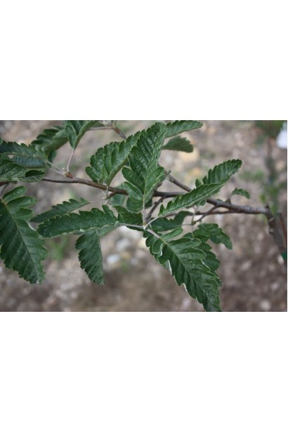 Sorbus thurigiaca Fastigiata