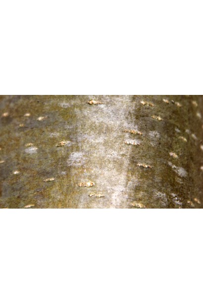 Стовбур Горобини Фастігіата