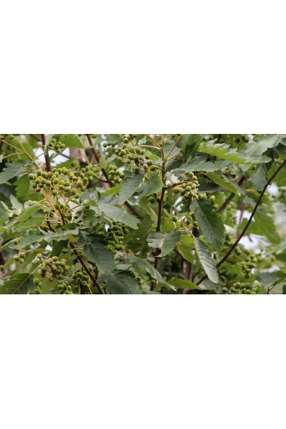 Листя Горобини Фастігіата