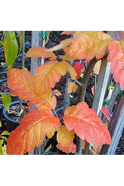 Горобина тюрингська Фастігіата – насичене осіннє забарвлення