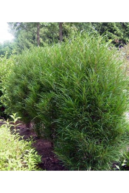 Frangula alnus Ron Williams