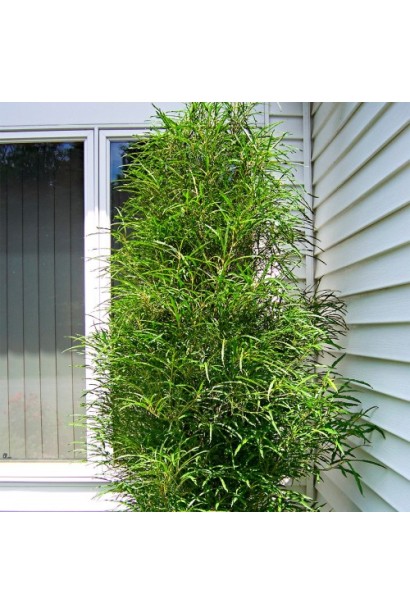 Крушина ламка Рон Вільямс біля будинку