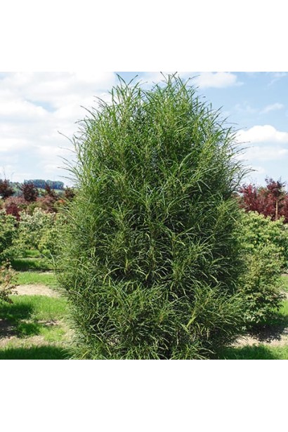 Крушина вільховидна Рон Вільямс