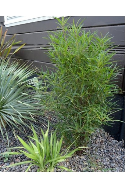 Крушина колоновидна Рон Вільямс