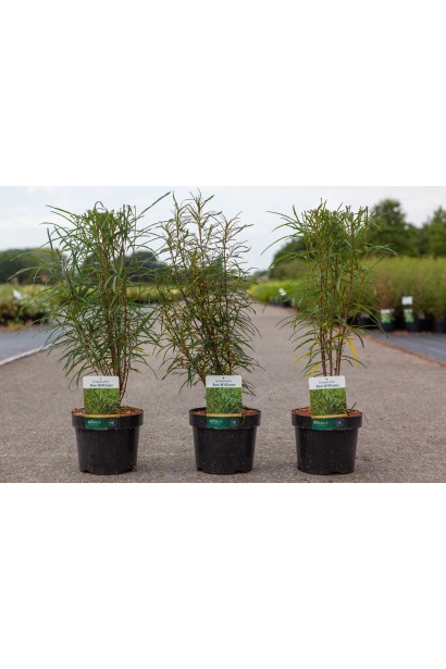 Крушина ламка Рон Вільямс саджанці