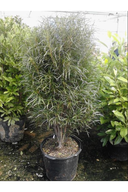 Крушина ламка Рон Вільямс в контейнері