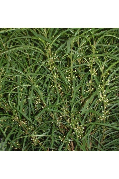 Крушина Рон Вільямс темно-зелене вузьке листя з нерівними хвилястими краями