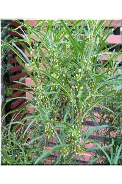 рушина ламка Рон Вільямс цвітіння блідо-жовтими квітами