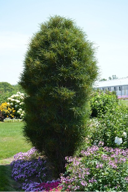 Крушина ламка Рон Вільямс