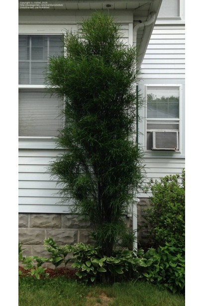 Крушинник Ron Williams в ландшафті