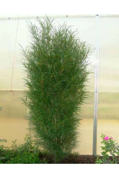 Жостір ламкий Рон Вільямс