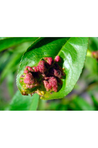 Комплект №1