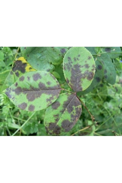 Комплект №1