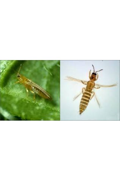 Комплект №3