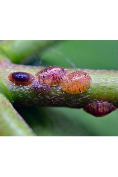 Комплект №4