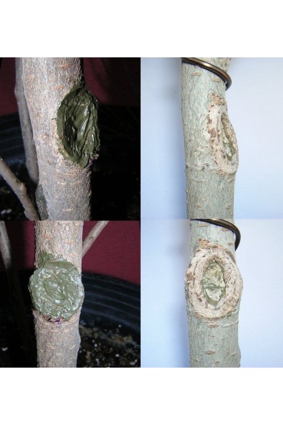 Лак бальзам