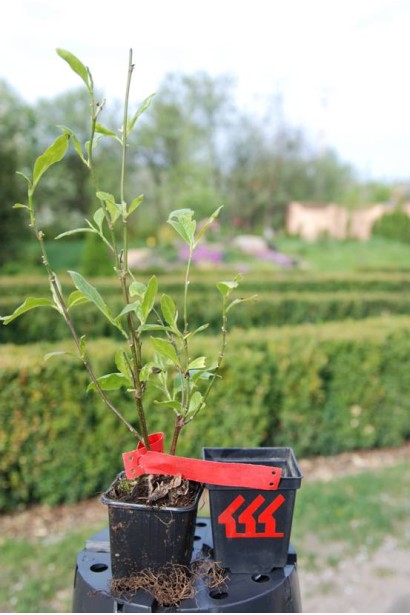 Магнолия Джордж Генри Керн в контейнере 0,5л