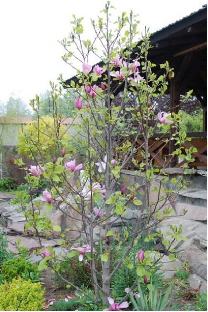 Магнолия гибридная фиолетовая