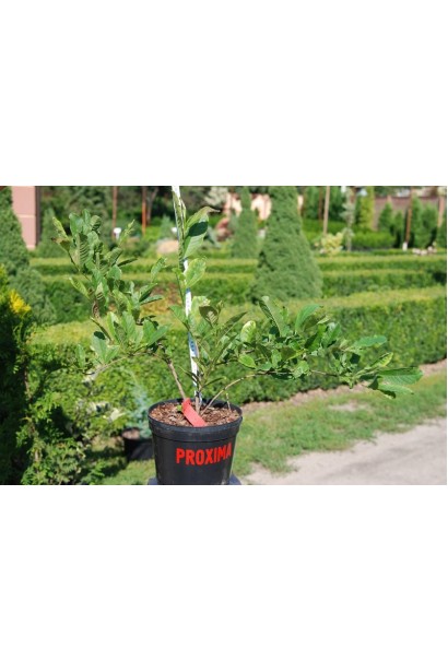 Магнолия гибридная Джордж Генри Керн в горшке