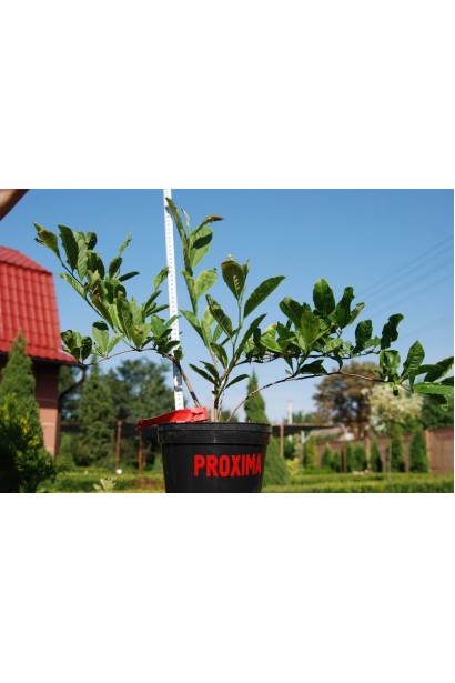 Магнолия гибридная Джордж Генри Керн в горшке 3 л