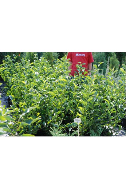 Магнолия George Henry Kern