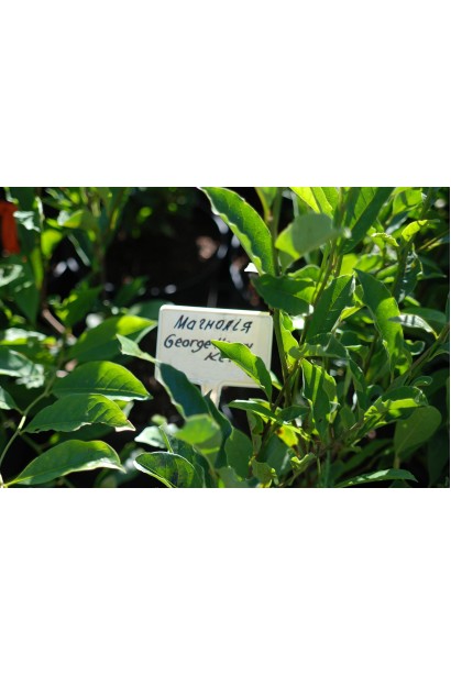 Magnolia hybrida George Henry Kern