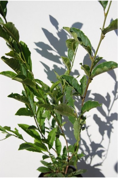 Магнолия Джордж Генри Керн эллиптическая зеленая листва