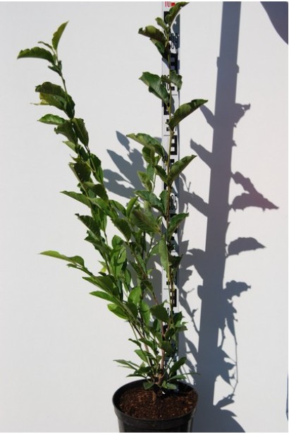 Магнолия Джордж Генри Керн саженец С5 80-100 см