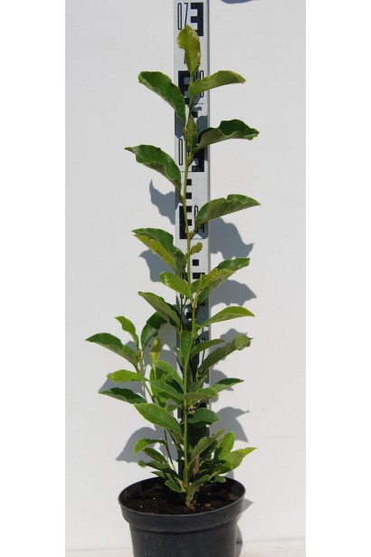 Магнолия Джордж Генри Керн саженец 50-70 см