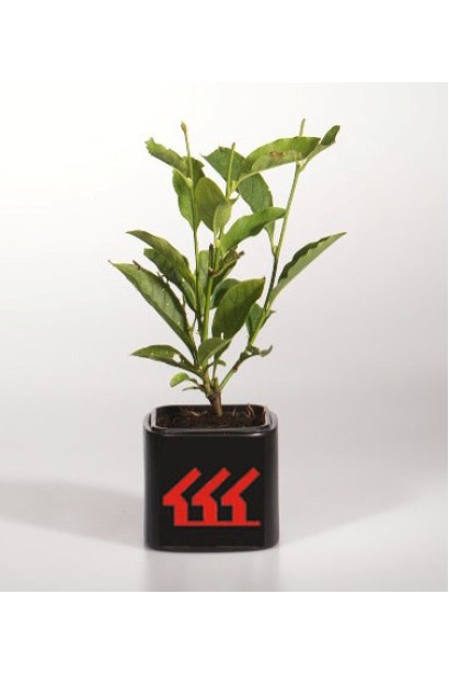 Магнолия гибридная Джордж Генри Керн саженец Р9