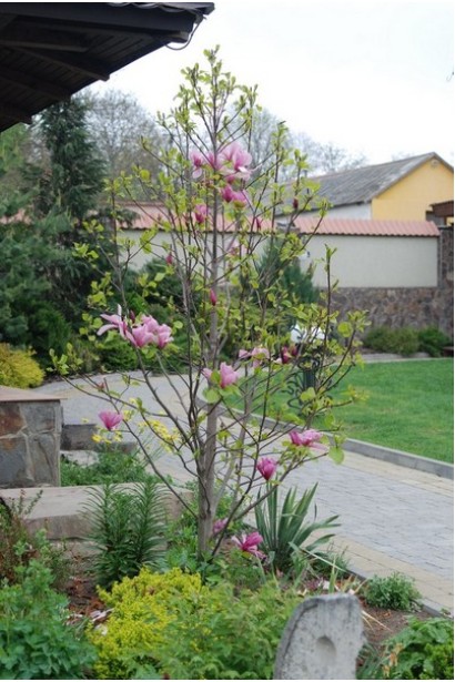 Магнолия Джордж Генри Керн в ландшафте