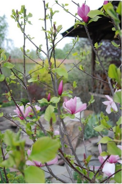 Магнолия Джордж Генри Керн фиолетово-лиловые цветы