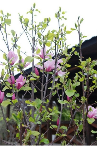 Магнолия гибридная Джордж Генри Керн