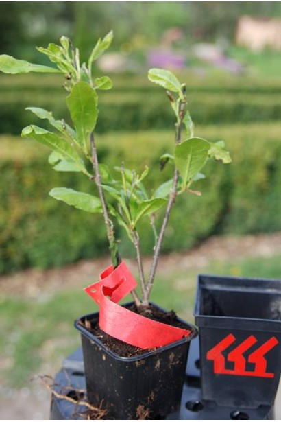 Magnolia Loebneri Leonard Messel саджанець 0,5 л