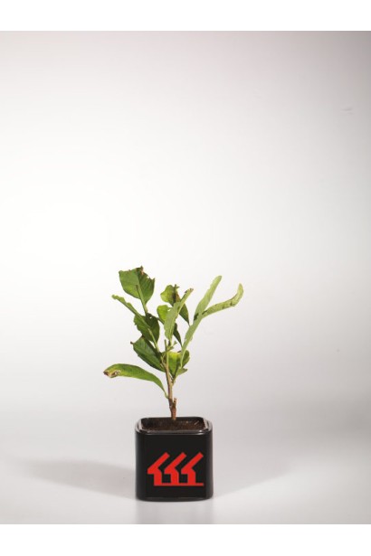 Magnolia Loebneri Leonard Messel