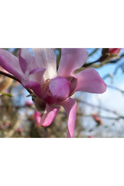 Рожево-фіолетова квітка магнолії Леонард Мессел