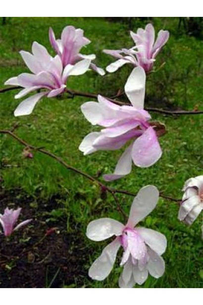 Магнолія Лебнера Леонард Мессел великі бутони зірчастої форми