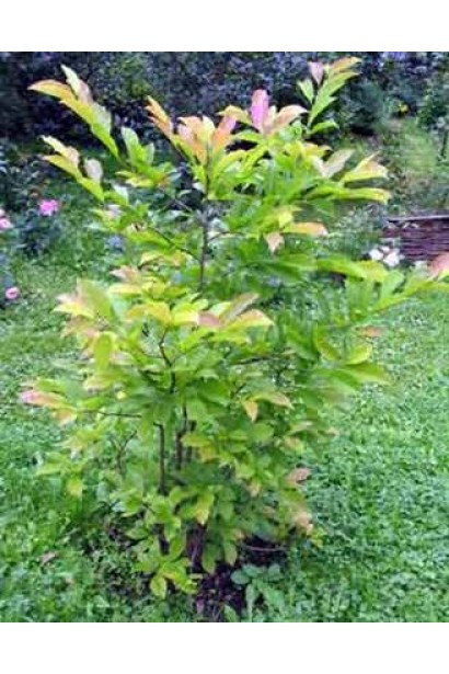 Магнолія Леонард Мессел вертикальний сильно розгалужений кущ