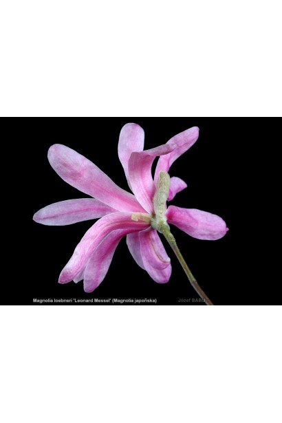 Магнолія Лебнера Леонард Мессел