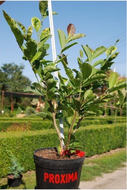 Магнолія Лебнера Леонард Мессел саджанець в контейнері