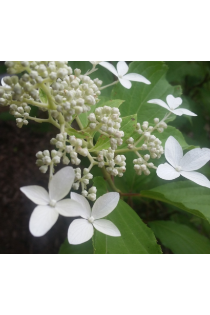 Гортензія волотиста Грейт Стар®/ Ла Вастеріал ᴾᴮᴿ 