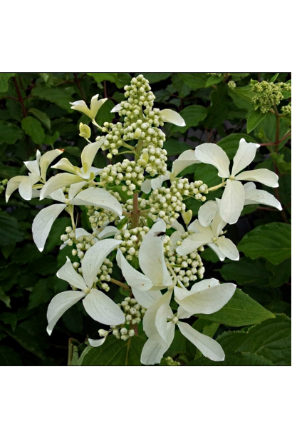 Гортензія Грейт Стар великі чотирилопатеві квіти