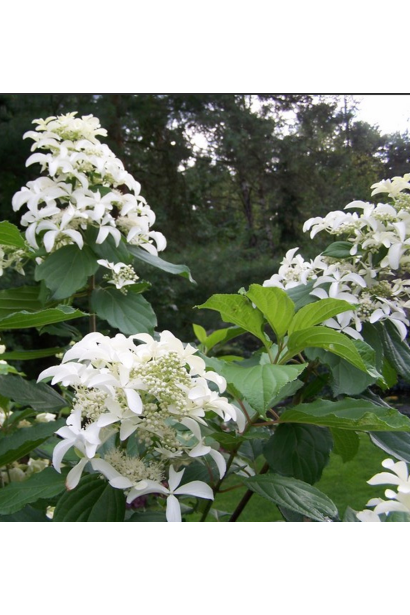 Гортензія волотиста Грейт Стар 