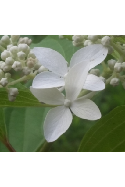 Гортензія біла Грейт Стар