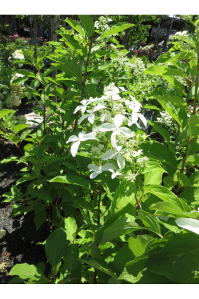 Hydrangea paniculata Great Star