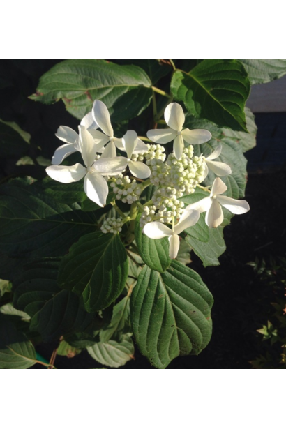 Hydrangea paniculata Great Star®/ Le Vasterial ᴾᴮᴿ